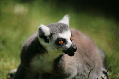 Close-up of a lemur looking away