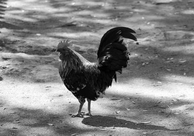 Rooster standing on field