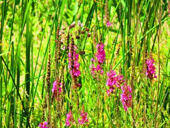 Close-up of purple flowers blooming outdoors