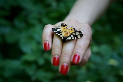 Close-up of hand holding butterfly