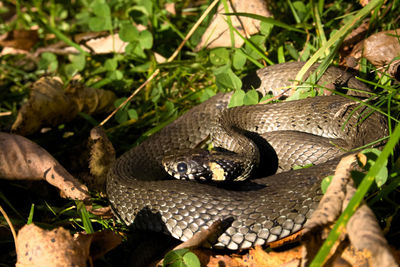Natrix is a genus of colubrid snakes, grass snakes or water snakes, resting in the sun