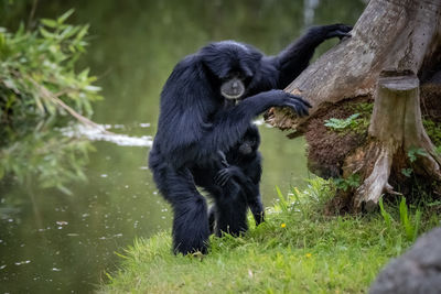 Monkey looking away on tree