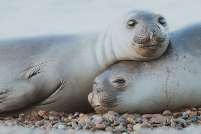 Close-up of seals at beach