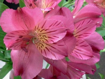 Close-up of pink flower