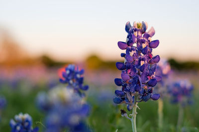 Close-up of lavender blooming on field