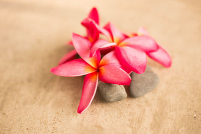 High angle view of pink flower on table