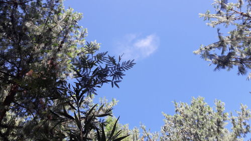 Low angle view of trees against blue sky