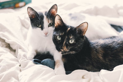 Portrait of cat lying on bed