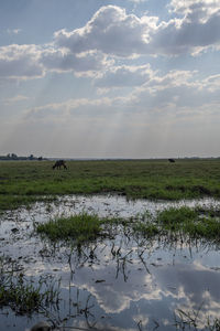 View of birds on field against sky