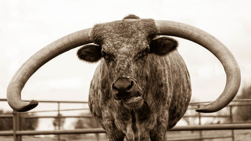 Portrait of texas longhorn cattle in pen against clear sky