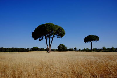 Trees on field against clear blue sky