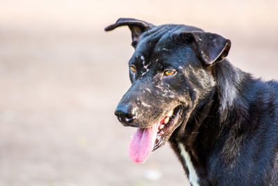 Close-up of dog