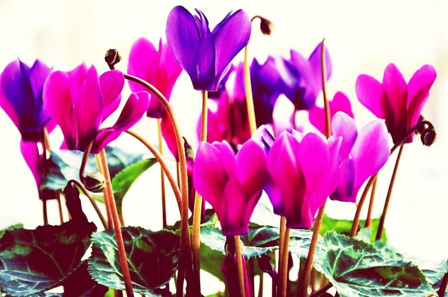 flower, fragility, petal, indoors, close-up, freshness, pink color, focus on foreground, stem, vase, flower head, purple, plant, tulip, decoration, nature, beauty in nature, growth, no people, multi colored