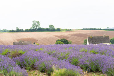 Scenic view of lavender field against sky