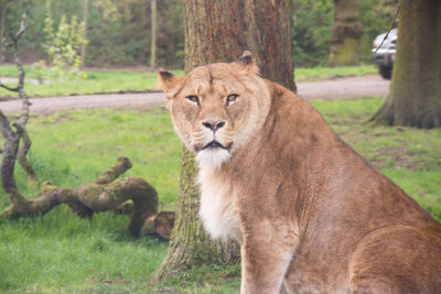 Portrait of lion on tree trunk