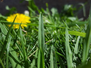 Close-up of grass growing in field