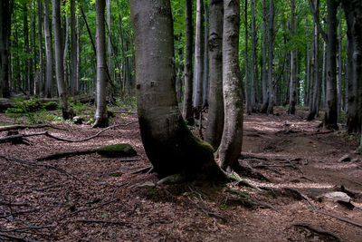 Trees in forest