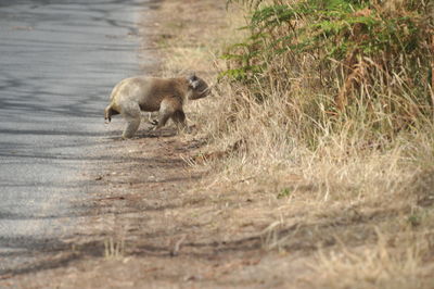 Side view of sheep running on land