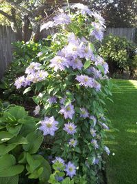 Purple flowers blooming in park