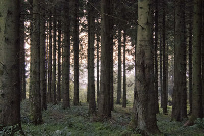 Bright sunlight visible through a forest