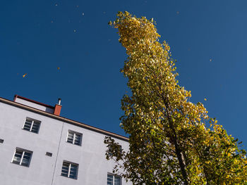 Low angle view of tree against sky