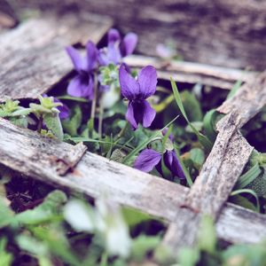 Close-up of purple flowers on plant