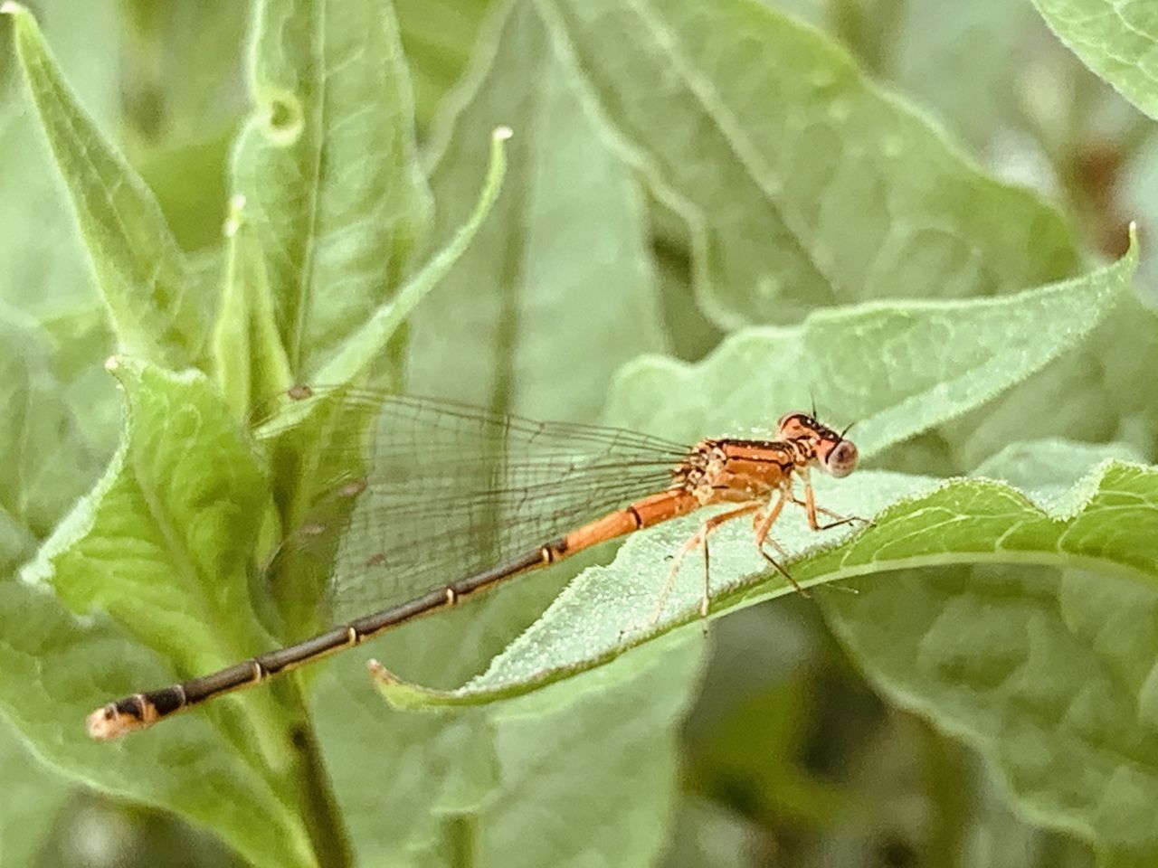 CLOSE-UP OF CATERPILLAR ON LEAF