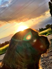 Close-up of a bird in the sunset