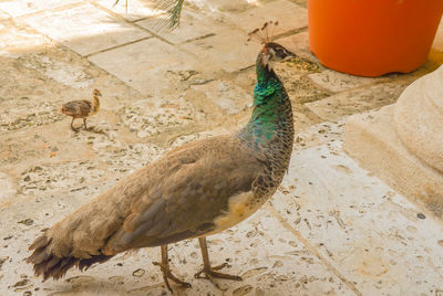 High angle view of peacock on sand