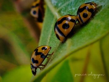 Close-up of ladybug on leaf