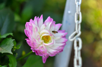 Close-up of honey bee on purple flowering plant