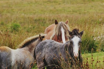 Horses on field