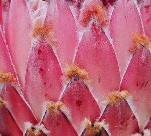 Full frame shot of pink cactus flower
