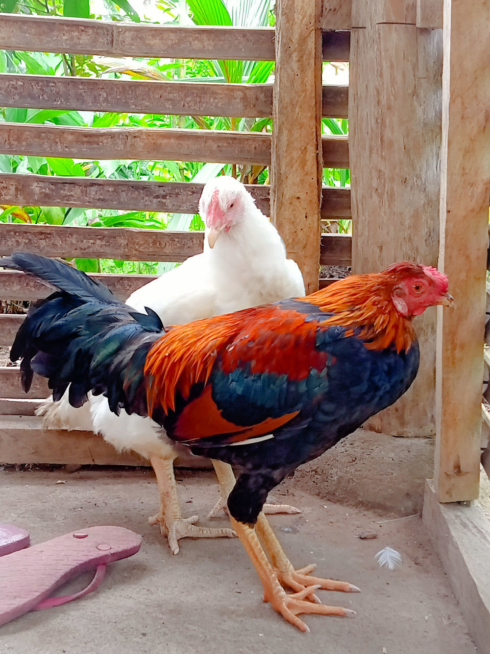 animal, animal themes, bird, domestic animals, livestock, chicken, pet, rooster, mammal, no people, agriculture, nature, day, beak, group of animals, outdoors, farm, wood, feather, cockerel