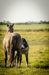 View of two horses on field