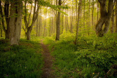 Trees in forest