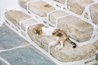 High angle view of cat sleeping folegandros