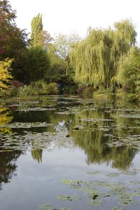 Reflection of trees in lake