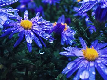 Close-up of purple flowers blooming outdoors