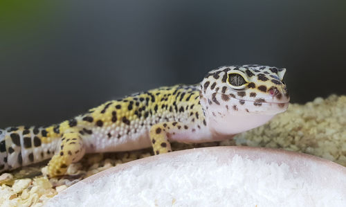 Close-up of lizard