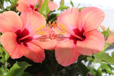 Close-up of pink flowering plant