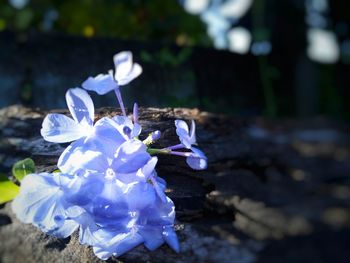 Close-up of flower in water