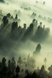 Low angle view of trees against sky during sunset