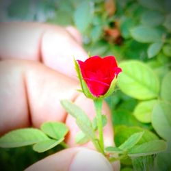 Close-up of red rose