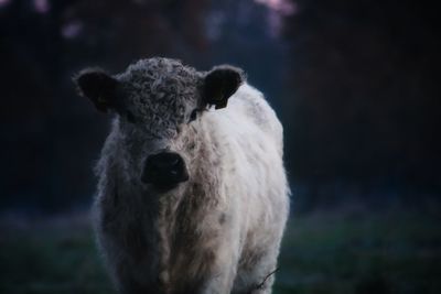 Close-up of an animal