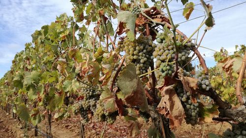 Close-up of grapes hanging on tree against sky