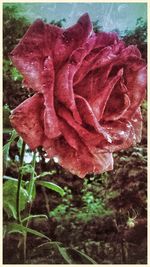 Close-up of red flower