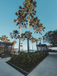 Palm trees in park against sky