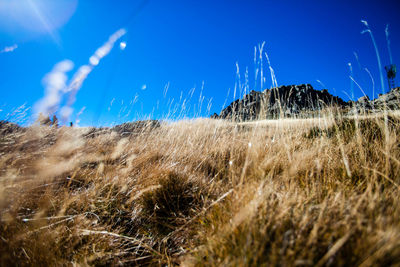 Grass on field against blue sky