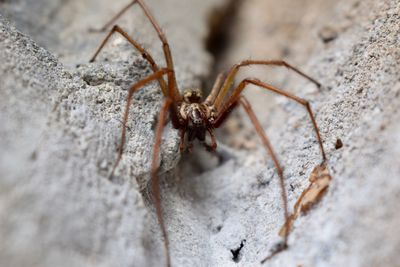 Close-up of spider